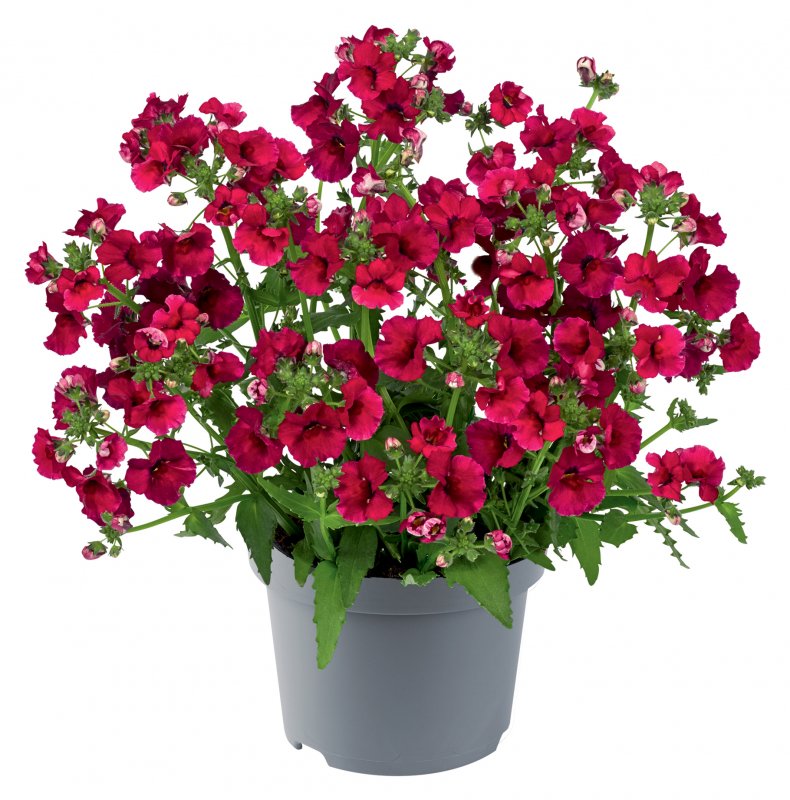 BEDD_Nemesia Sunmesia Dark Red 01 FL