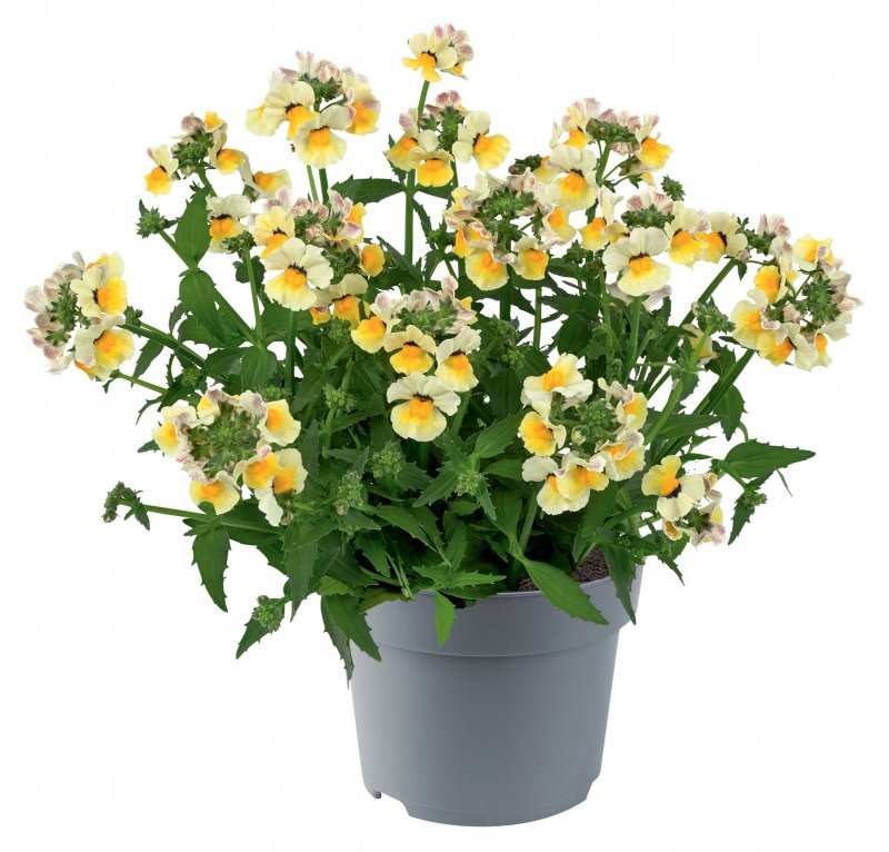 BEDD_Nemesia Sunmesia Yellow 03 FL