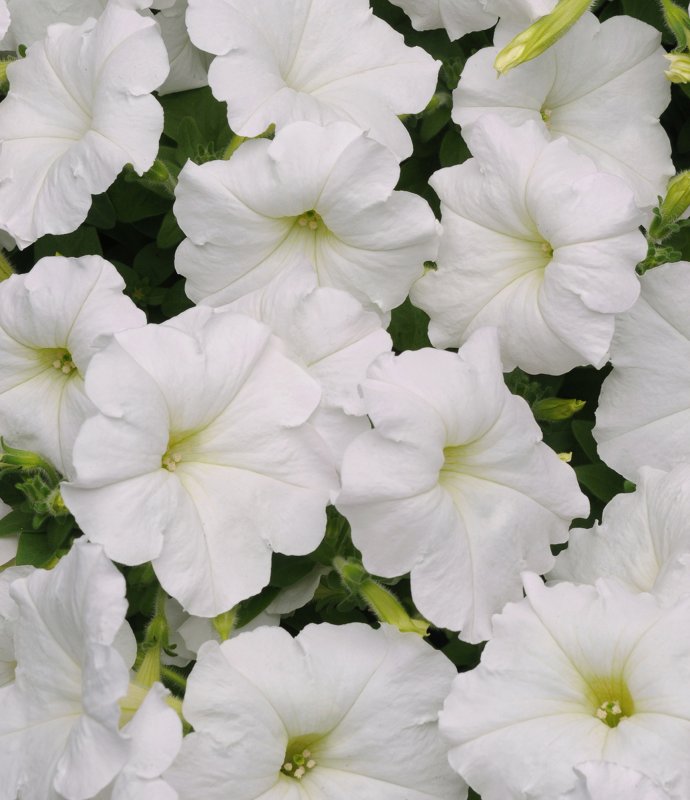 Petunia Easy Wave White 01