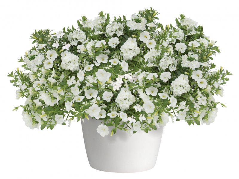 BEDD_Trixi_White_Wedding_Bloom_5984