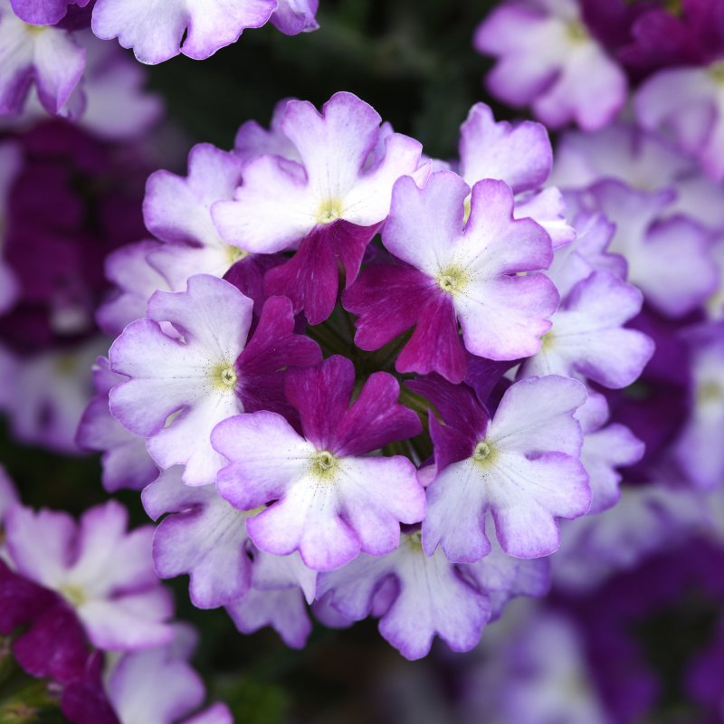 BEDD_Verbena Showboat Purple Fizz BFP