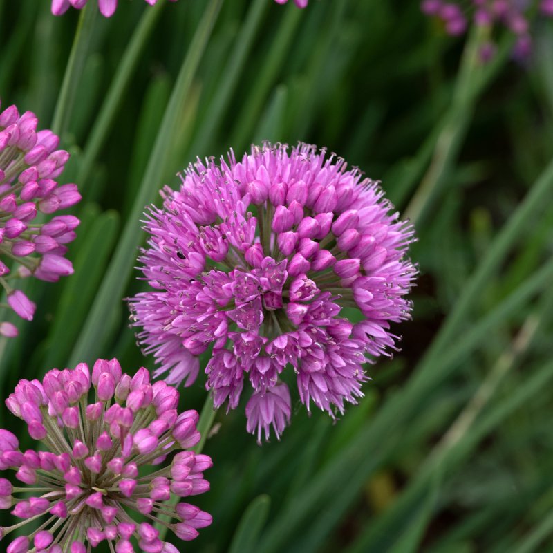 PER_Allium Serendipity 01