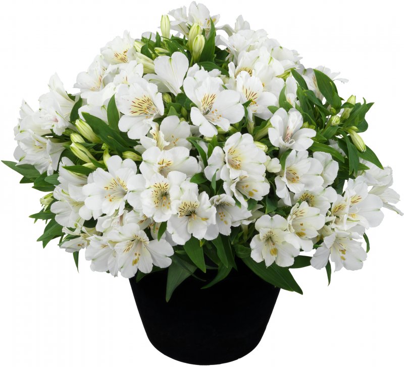 PER_Alstroemeria Inticancha Sunburst HF