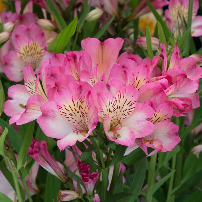 PER_Alstroemeria Summer Break 01