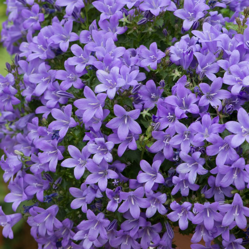 ALP_Campanula Sago 02
