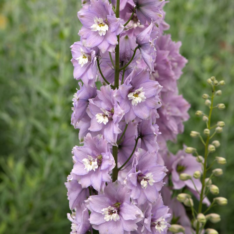 PER_Delphinium Magic Fountains Cherry Blossom 01