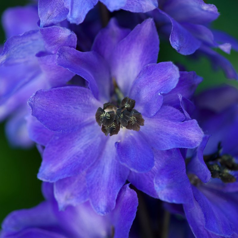 PER_Delphinium Magic Fountains Dark Blue with Black Bee 01 FL