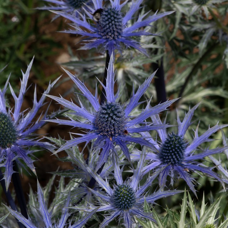PER_Eringium Big Blue 01