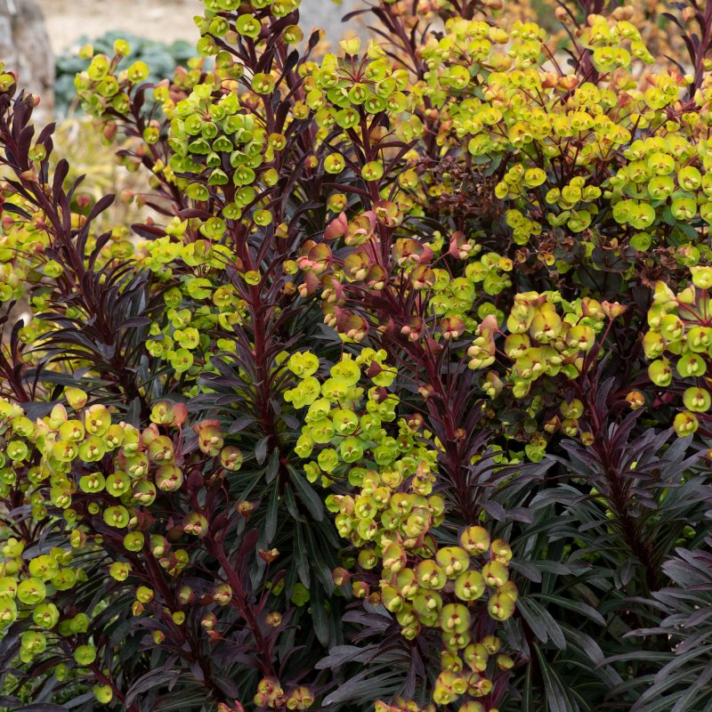 PER_Euphorbia Miners Merlot 01