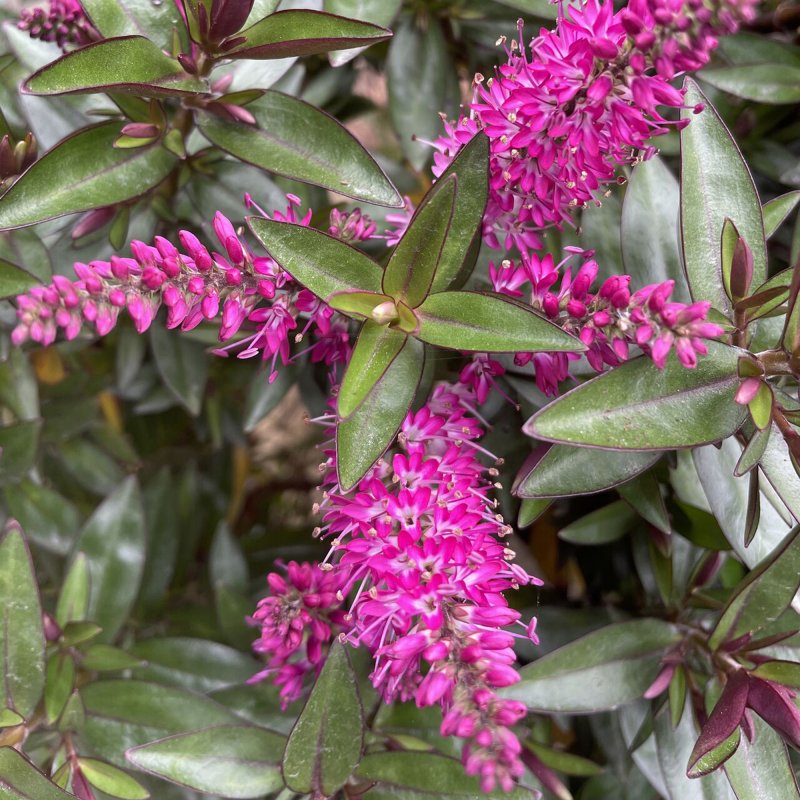 SHRUB_Hebe Pink Starburst 01 GEN