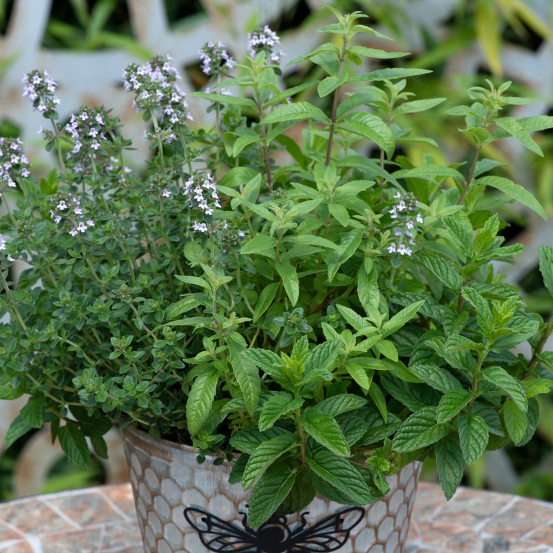 HERB_Herbs Cocktail Garden 01