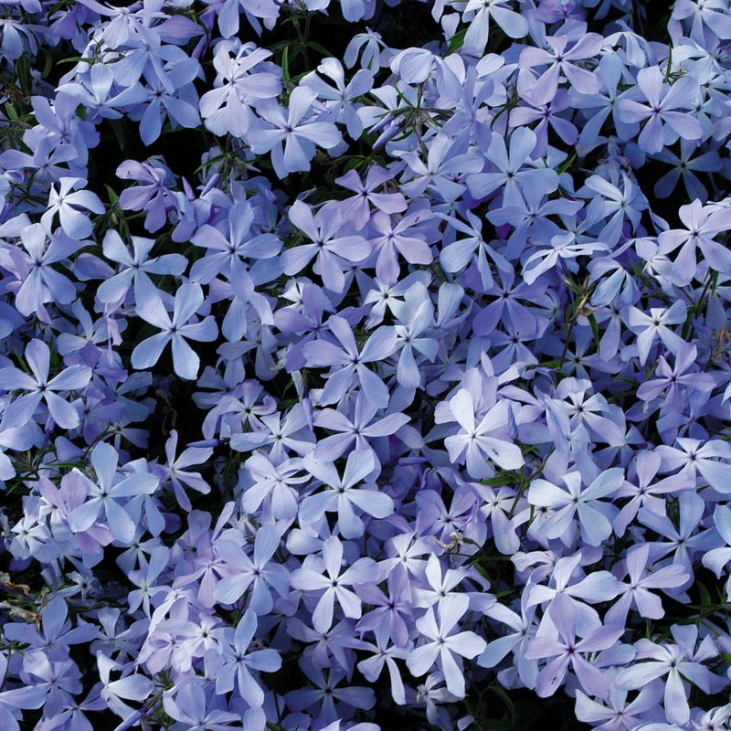ALP_Phlox Clouds of Perfume