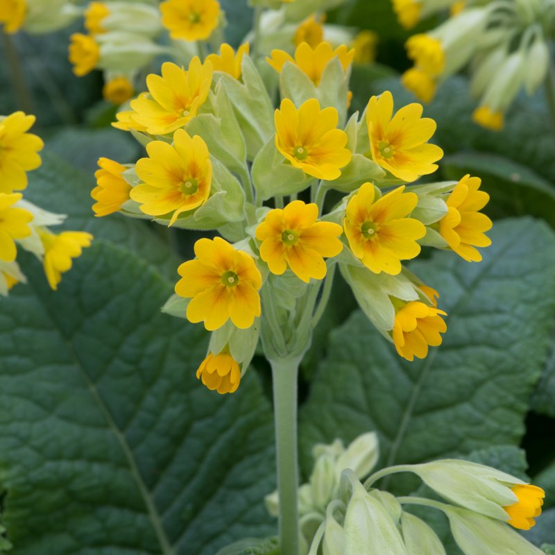 ALP_Primula Cowslip 01