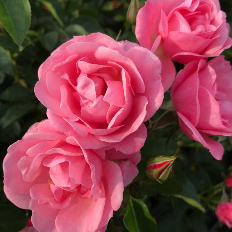 ROSE_Rosa Isn't She Precious 01 VV