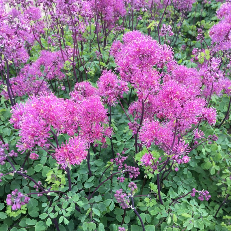 PER_Thalictrum Little Pinkie 01 AP