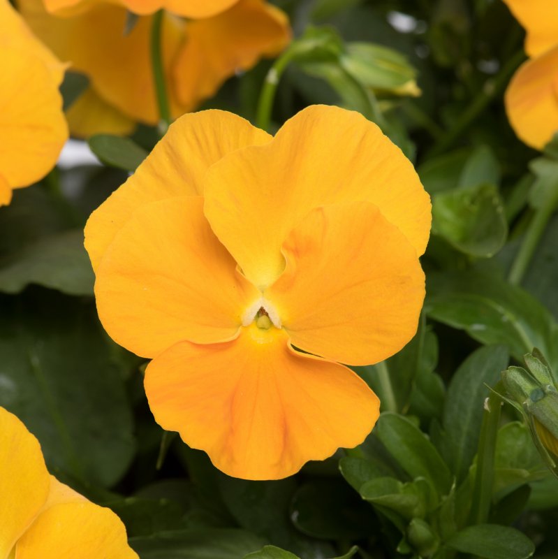 ALP_Viola Halo Golden Yellow 01