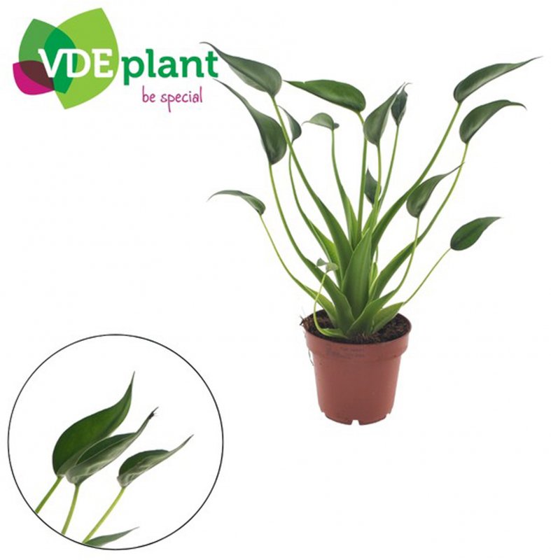 HOUSE Alocasia Tiny Dancers 465048