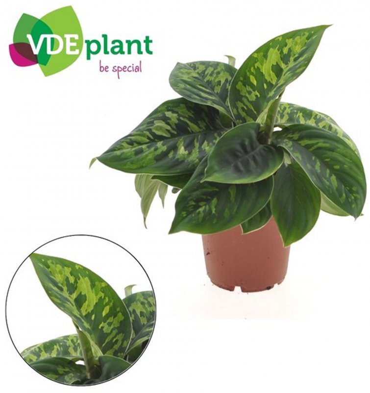 HOUSE Homalomena Camouflage 488636