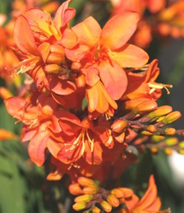 PERCROCOSMIAOKAVANGOLARGE