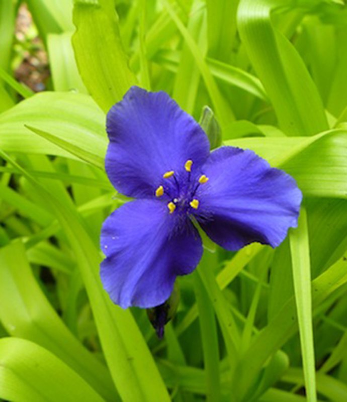 TradescantiaSweetKate