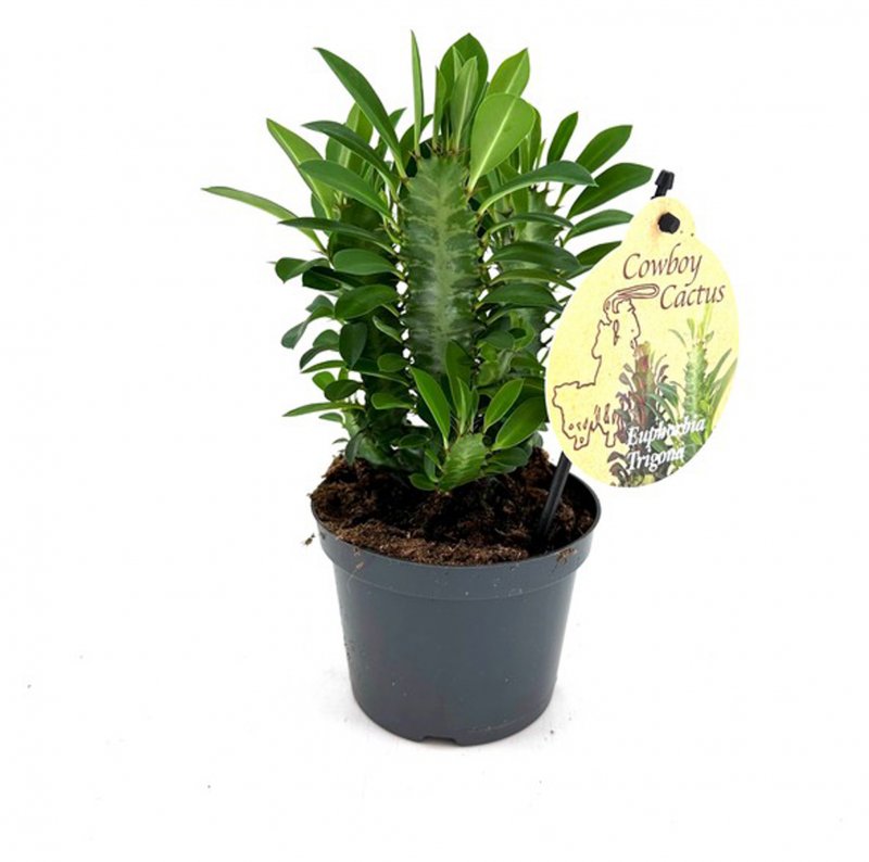 HOUSE Euphorbia trigona green bushy 356185