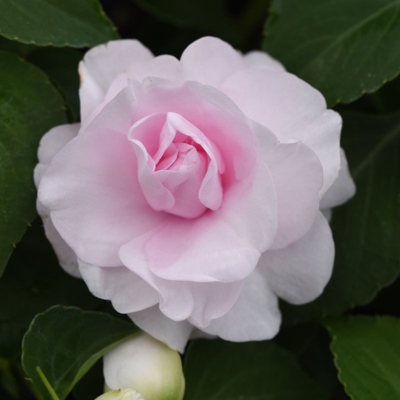 BEDD_Impatiens Glimmer Appleblossom 01
