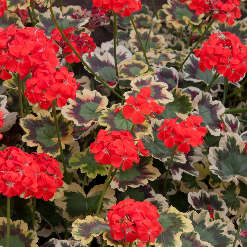BEDD_Geranium Pelgardini Mrs Pollock 01
