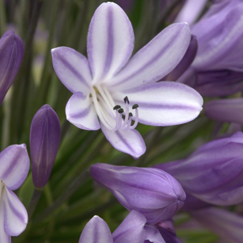 PERagapanthus_megans_mauve