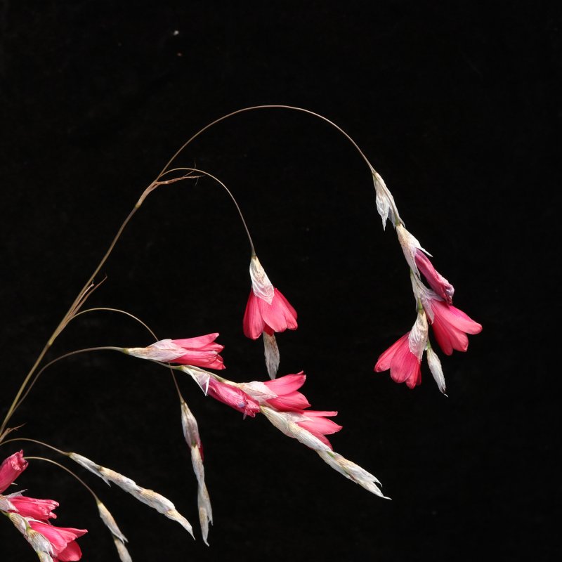 PER_Dierama Wind Nymph Red 01 TN