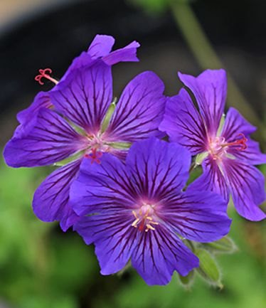 PERGERANIUMSABINIBLUELARGE
