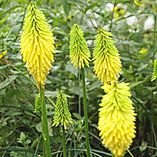 PERKNIPHOFIABEESLEMONMID