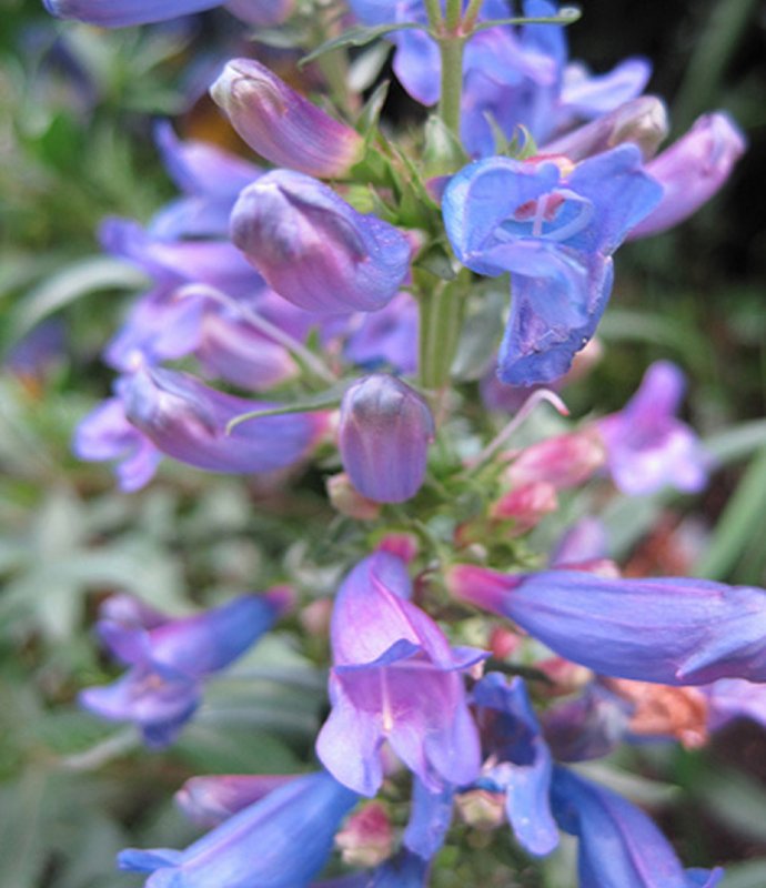 PenstemonHeavenlyBlue