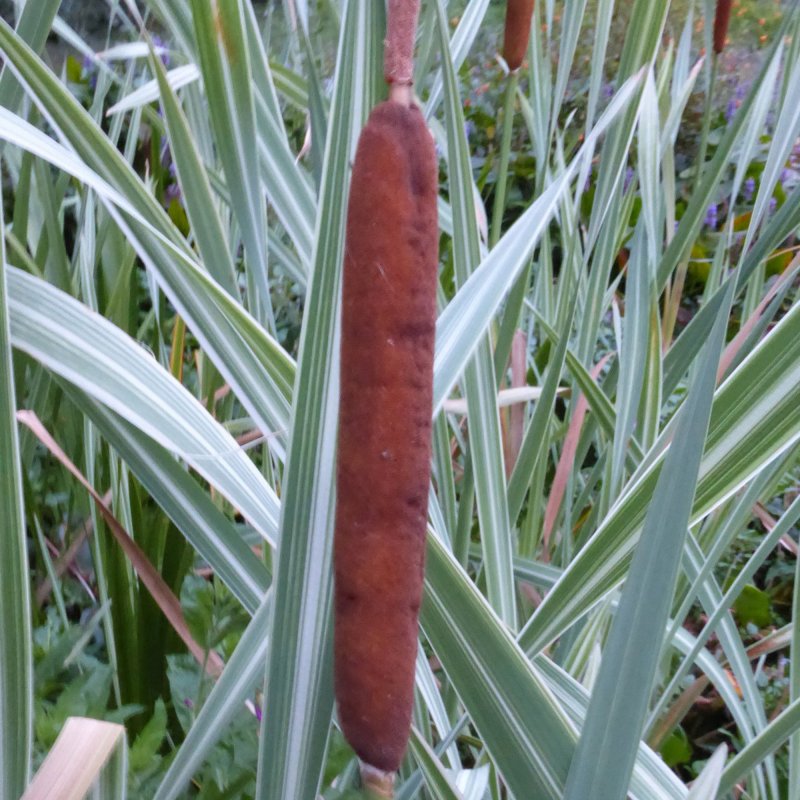 Typha latifolia variegata