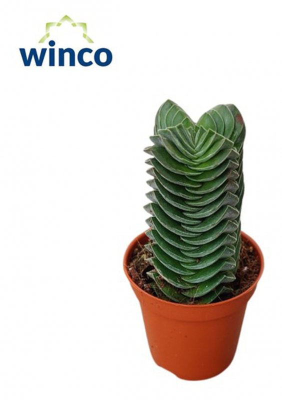 HOUSE Crassula Buddhas Temple XL - 514799