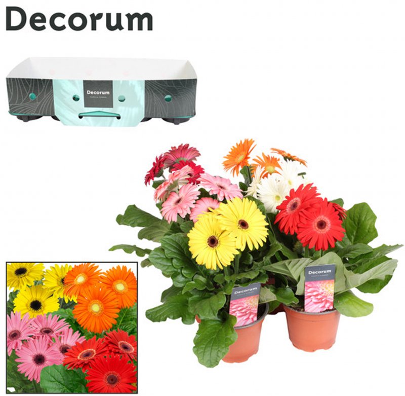 HOUSE Gerbera 3+ ( No Sleeve) 5936