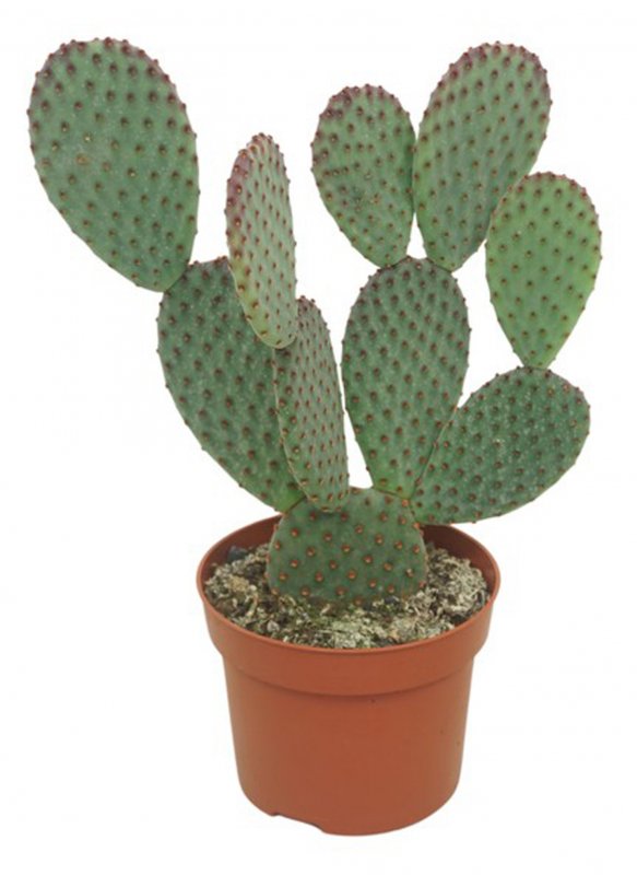 HOUSE Opuntia microdasys 452716