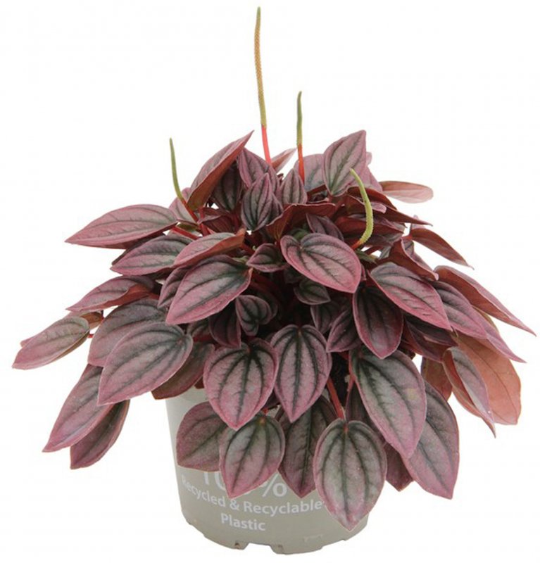 HOUSE Peperomia caperata Cayenne 498728
