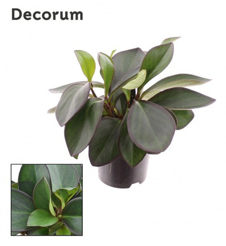 HOUSE Peperomia clus Red Margin 392882