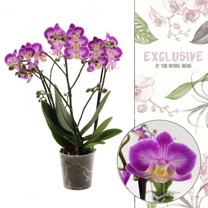 HOUSE Phalaenopsis flower symphony Sunca Pula 3t 504402