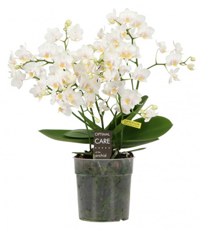 HOUSE Phalaenopsis willd 3+ t 488317