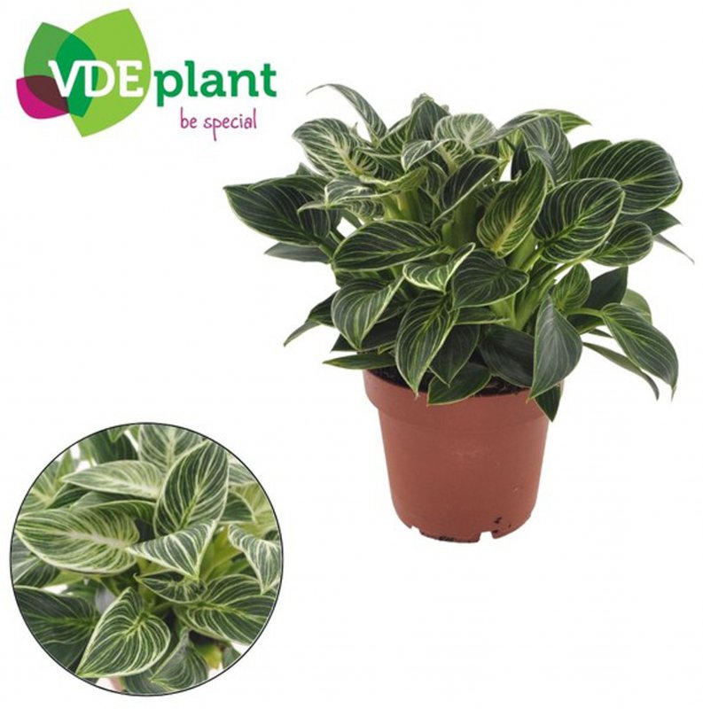 HOUSE Philodendron White Wave Mini 512438