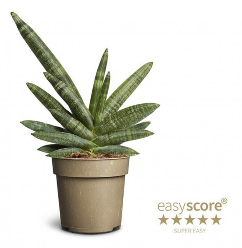 HOUSE Sansevieria Boncellensis 474859