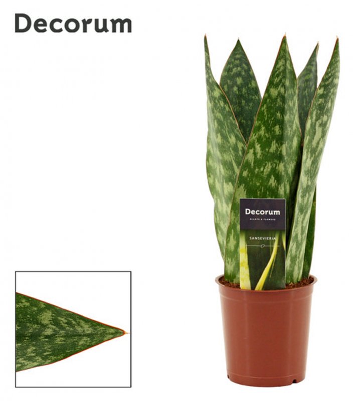 HOUSE Sansevieria Jamaiquina Queen 481458