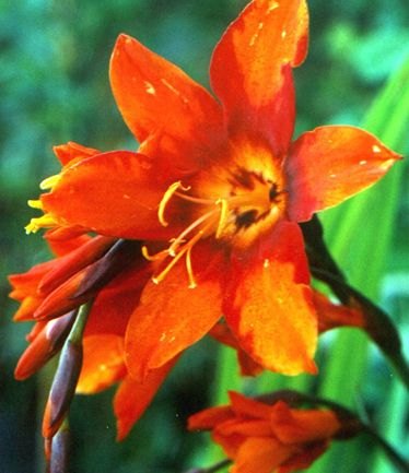 PERCROCOSMIAEMILYMCKENSIELARGE