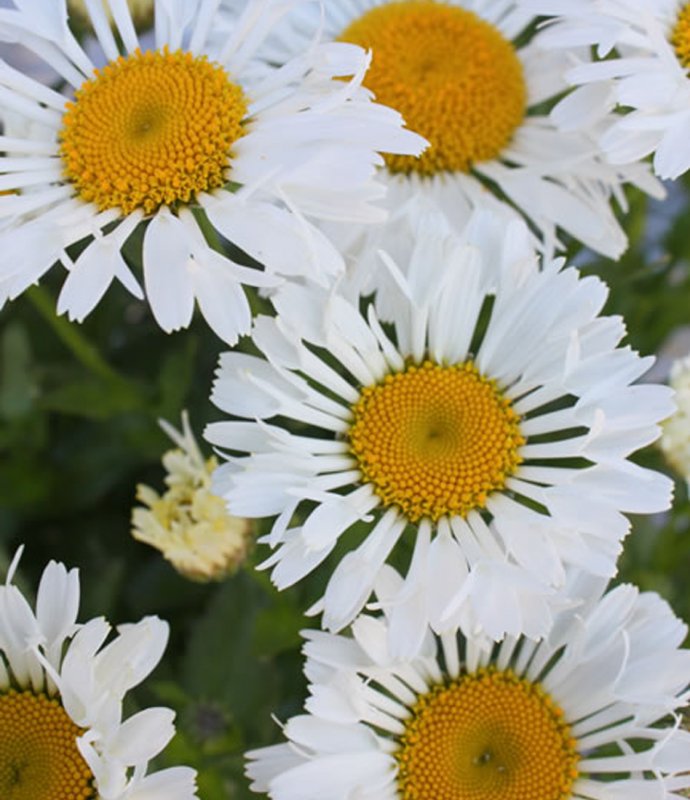 PERLeucanthemum-x-SuperLacrosse