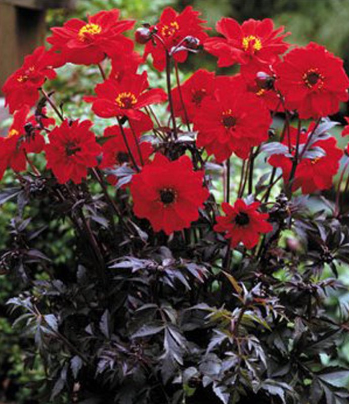 DahliaBishopOfLlandaff