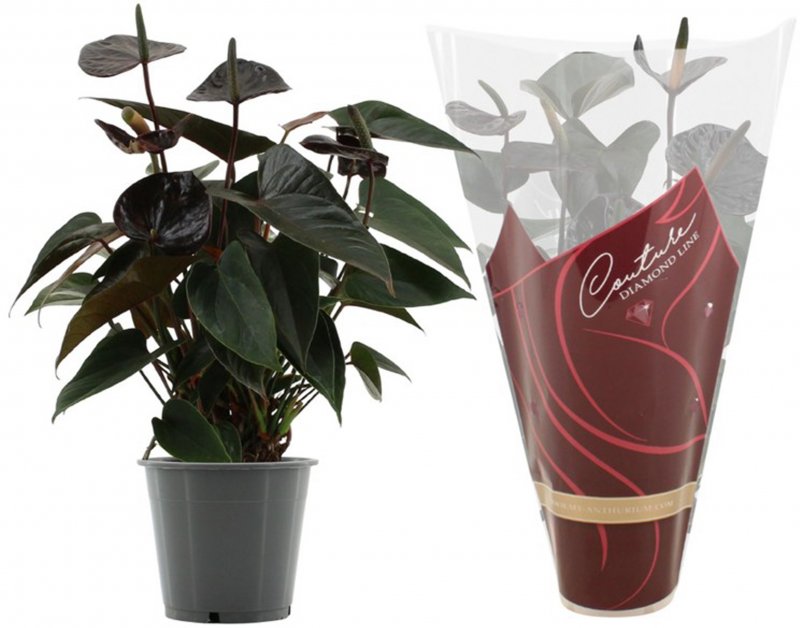 HOUSE Anthurium andr Diamond Black Love 441198