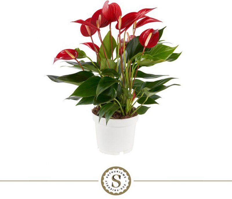 HOUSE Anthurium andr Champion Banderola Roja 459012
