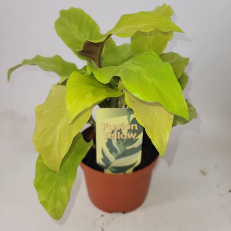 HOUSE Calathea Lemon 512317