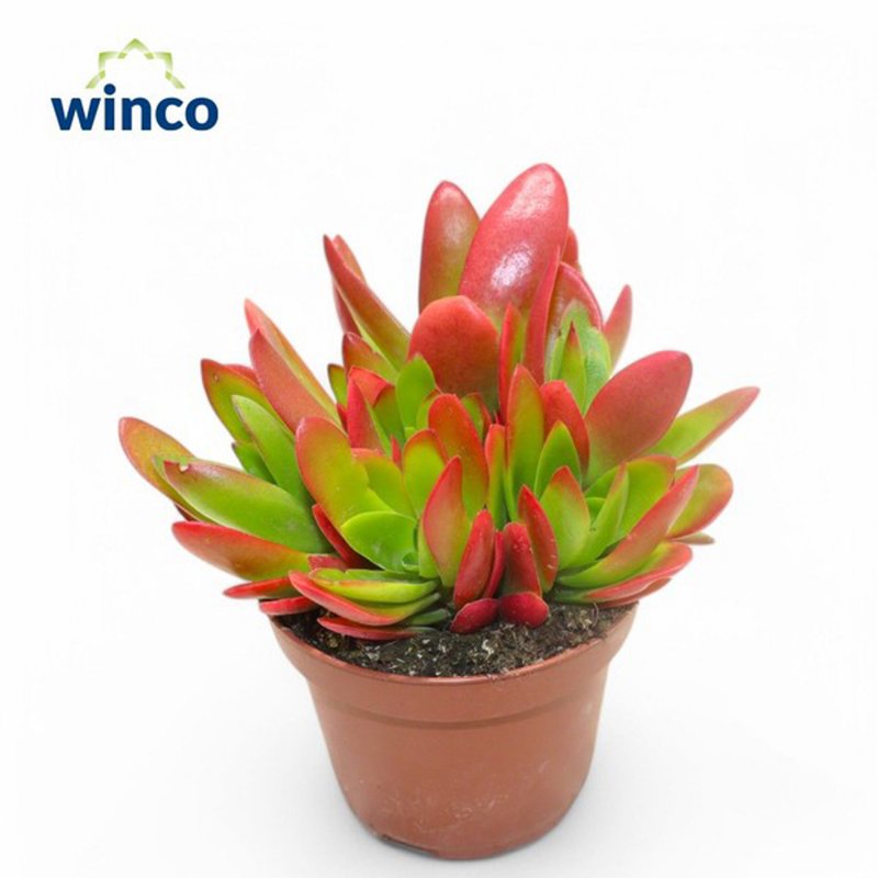 HOUSE Crassula Capitella Campfire (red) 494693